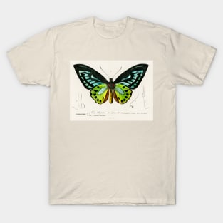 Green birdwing (1806-1876) T-Shirt